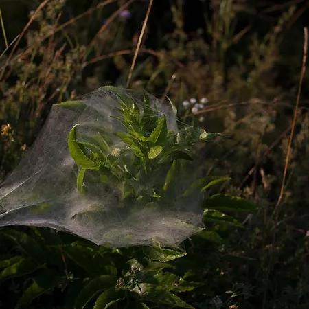 Holiday home Grand Balaton House Kovagoors