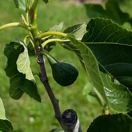 Grand Balaton House Holiday home *