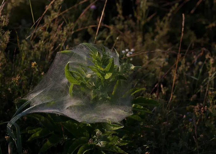 Vakantiehuis Grand Balaton House Kovagoors