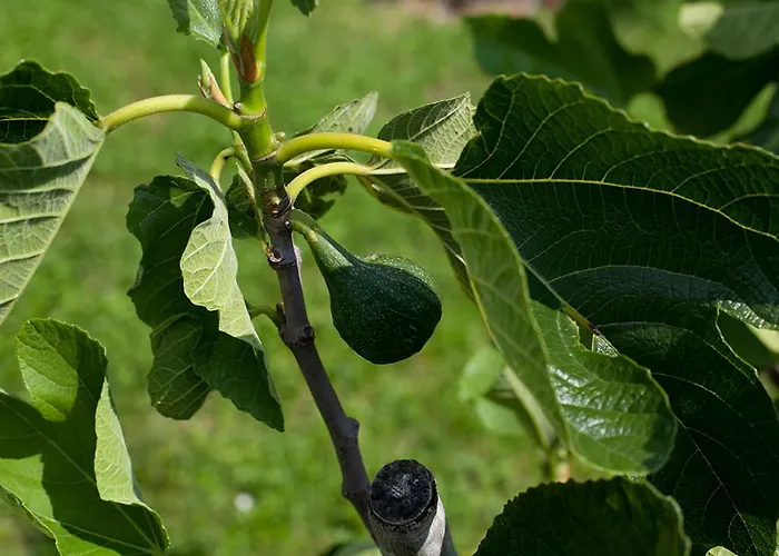 Grand Balaton House Vakantiehuis *